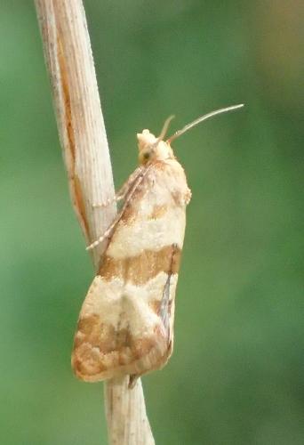 Réf. 200 970 : Phalonidia contractana